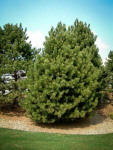 Сосна Чёрная (Pinus Nigra) купить по цене от 270.00р. в интернет-магазине «Посадика» с доставкой почтой в в Иннополисе и по всей России – [изображение №1].