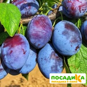 Слива Чачакская ранняя купить по цене от 229.00р. в интернет-магазине «Посадика» с доставкой почтой в в Иннополисе и по всей России – [изображение №1].