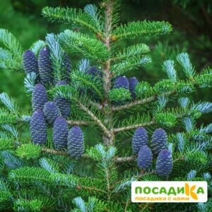 Пихта корейская (Abies koreana) купить по цене от 450.00р. в интернет-магазине «Посадика» с доставкой почтой в в Иннополисе и по всей России – [изображение №1].