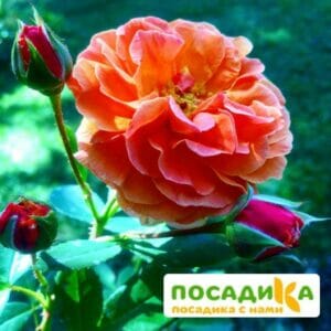 Роза Арабия купить по цене от 350.00р. в интернет-магазине «Посадика» с доставкой почтой в в Иннополисе и по всей России – [изображение №1].