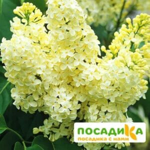 Сирень Примроуз (Primrose) купить по цене от 529.00р. в интернет-магазине «Посадика» с доставкой почтой в в Иннополисе и по всей России – [изображение №1].