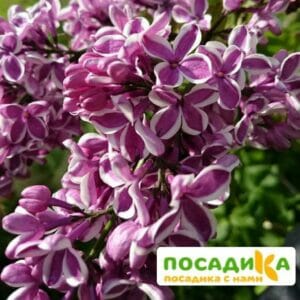 Сирень Сенсация купить по цене от 529.00р. в интернет-магазине «Посадика» с доставкой почтой в в Иннополисе и по всей России – [изображение №1].