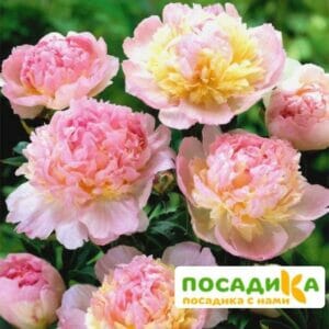 Пион Распберри Сандей (Paeonia Raspberry Sundae) купить по цене от 959р. в интернет-магазине «Посадика» с доставкой почтой в в Иннополисе и по всей России – [изображение №1].