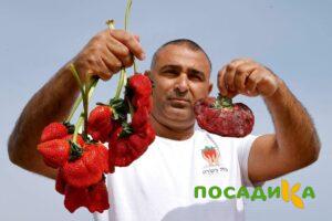 Клубника Гигант Джорнея купить по цене от 266р. в интернет-магазине «Посадика» с доставкой почтой в в Иннополисе и по всей России – [изображение №1].