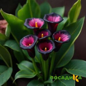Калла Аура Лейс купить по цене от 400р. в интернет-магазине «Посадика» с доставкой почтой в в Иннополисе и по всей России – [изображение №1].
