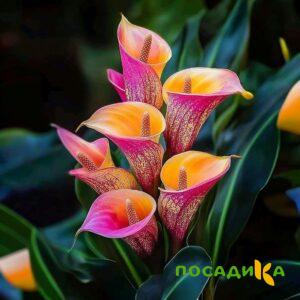 Калла Оникс купить по цене от 450р. в интернет-магазине «Посадика» с доставкой почтой в в Иннополисе и по всей России – [изображение №1].