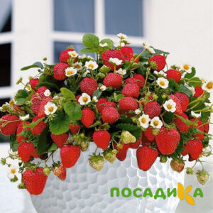 Клубника Рубиновый Шепот (горшечная) купить по цене от 240р. в интернет-магазине «Посадика» с доставкой почтой в в Иннополисе и по всей России – [изображение №1].