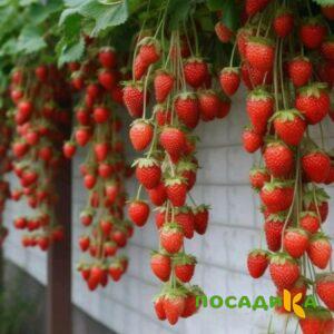 Клубника вьющаяся Комплимент купить по цене от 470р. в интернет-магазине «Посадика» с доставкой почтой в в Иннополисе и по всей России – [изображение №1].