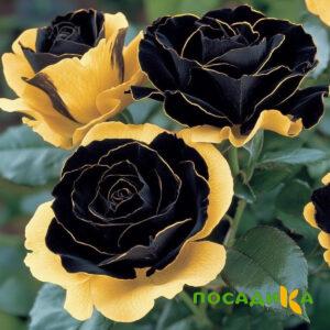 Роза Ханни Сикл купить по цене от 700р. в интернет-магазине «Посадика» с доставкой почтой в в Иннополисе и по всей России – [изображение №1].