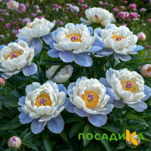 Пион акварельный Этюд купить по цене от 806р. в интернет-магазине «Посадика» с доставкой почтой в в Иннополисе и по всей России – [изображение №1].