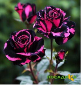 Роза Багровый Шепот купить по цене от 366р. в интернет-магазине «Посадика» с доставкой почтой в в Иннополисе и по всей России – [изображение №1].