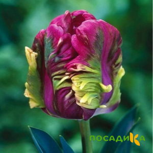 Тюльпан Экзотик Хэвен купить по цене от 186р. в интернет-магазине «Посадика» с доставкой почтой в в Иннополисе и по всей России – [изображение №1].