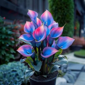 Калла Импрессия купить по цене от 590р. в интернет-магазине «Посадика» с доставкой почтой в в Иннополисе и по всей России – [изображение №1].