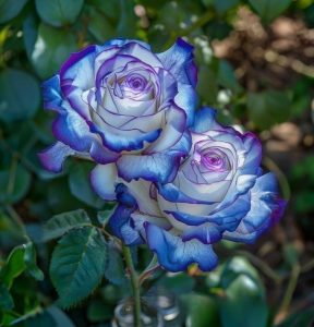 Роза Пэтолз Хоуп купить по цене от 333р. в интернет-магазине «Посадика» с доставкой почтой в в Иннополисе и по всей России – [изображение №1].