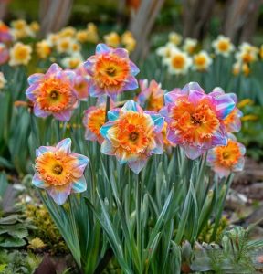 Нарцисс Айвери Дон купить по цене от 3000р. в интернет-магазине «Посадика» с доставкой почтой в в Иннополисе и по всей России – [изображение №1].