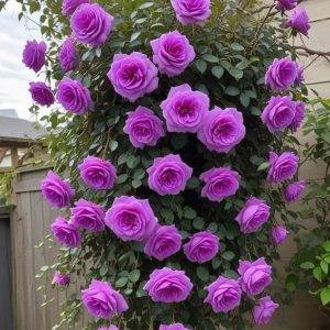 Роза Мистик Уайт купить по цене от 620р. в интернет-магазине «Посадика» с доставкой почтой в в Иннополисе и по всей России – [изображение №1].