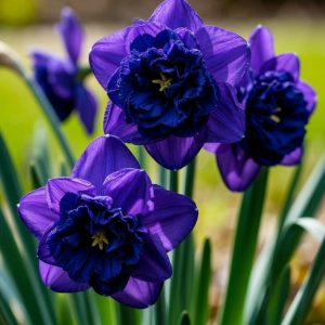 Нарцисс Арт Нуво купить по цене от 378р. в интернет-магазине «Посадика» с доставкой почтой в в Иннополисе и по всей России – [изображение №1].