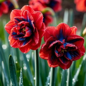 Нарцисс Эрличе купить по цене от 386р. в интернет-магазине «Посадика» с доставкой почтой в в Иннополисе и по всей России – [изображение №1].