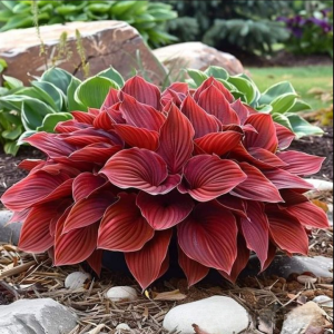 Хоста Малыш Шедевр купить по цене от 421р. в интернет-магазине «Посадика» с доставкой почтой в в Иннополисе и по всей России – [изображение №1].