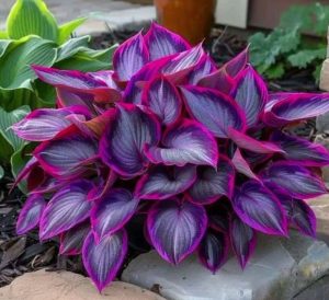 Хоста Сикрет Гарденс купить по цене от 549р. в интернет-магазине «Посадика» с доставкой почтой в в Иннополисе и по всей России – [изображение №1].