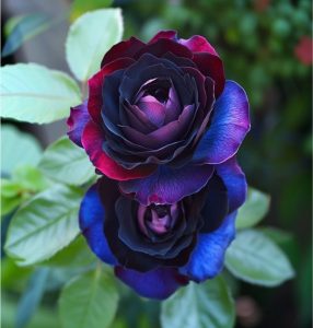 Роза Скарлет Рэвери купить по цене от 489р. в интернет-магазине «Посадика» с доставкой почтой в в Иннополисе и по всей России – [изображение №1].