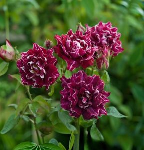 Роза Опаловый Пейзаж купить по цене от 490р. в интернет-магазине «Посадика» с доставкой почтой в в Иннополисе и по всей России – [изображение №1].