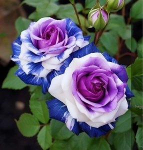 Роза Айвори Каскад купить по цене от 420р. в интернет-магазине «Посадика» с доставкой почтой в в Иннополисе и по всей России – [изображение №1].