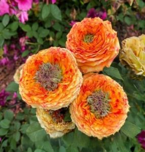 Роза Золотой Мираж купить по цене от 420р. в интернет-магазине «Посадика» с доставкой почтой в в Иннополисе и по всей России – [изображение №1].