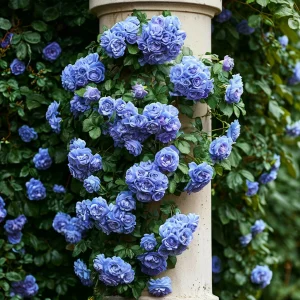 Роза плетистая Блю Перпл купить по цене от 540р. в интернет-магазине «Посадика» с доставкой почтой в в Иннополисе и по всей России – [изображение №1].